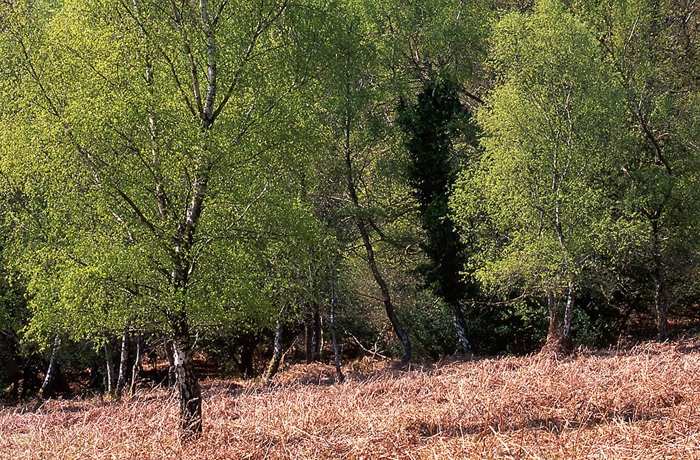Spring Verdant Birch, Bramshaw Wood
